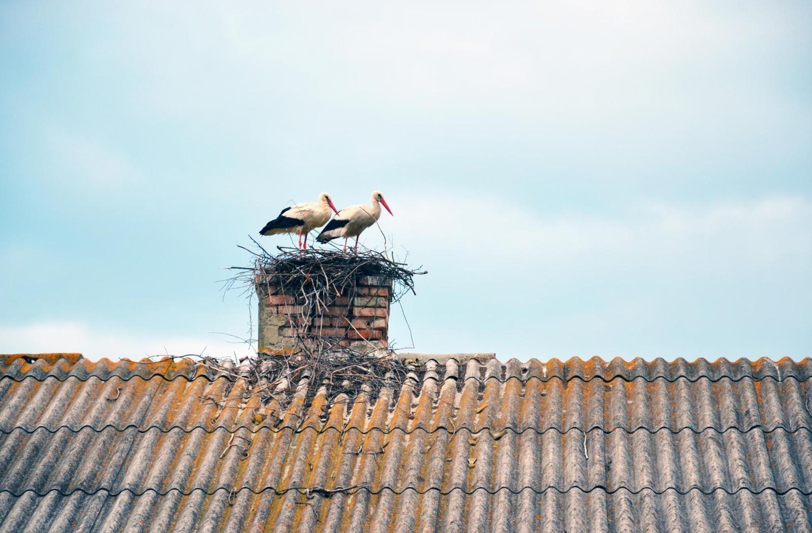 birds nest in chimney Handyman On Call