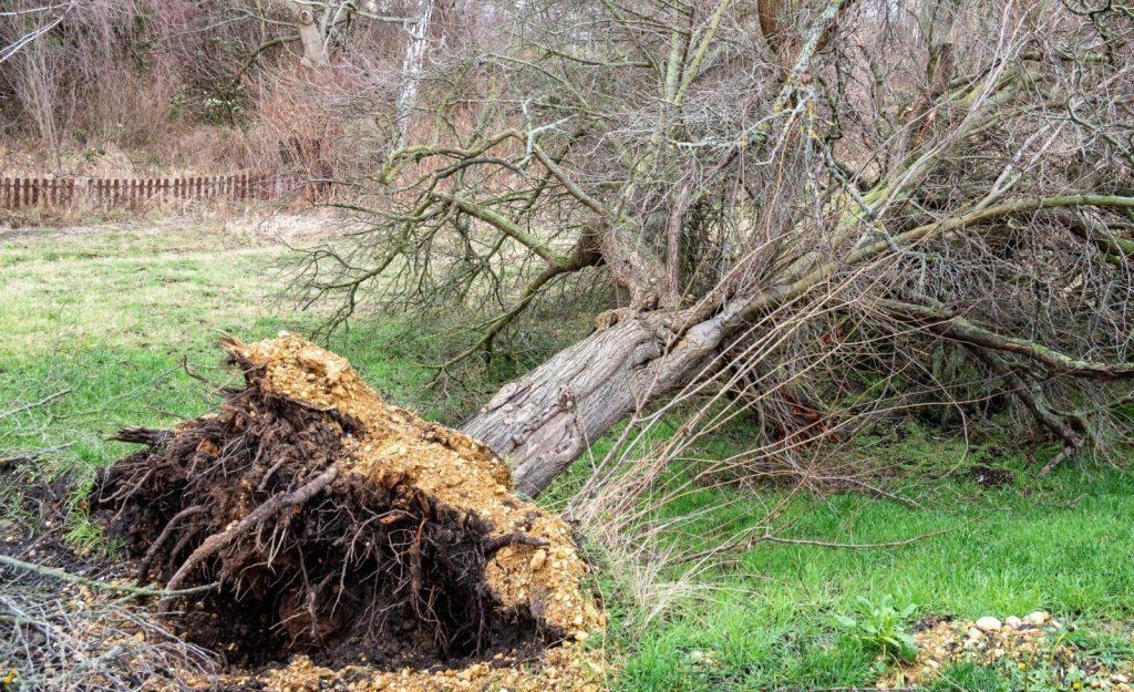 uprooted tree